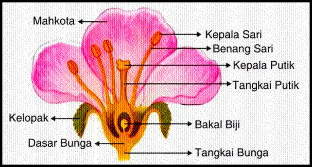 Detail Gambar Bunga Lengkap Dan Penjelasannya Nomer 6