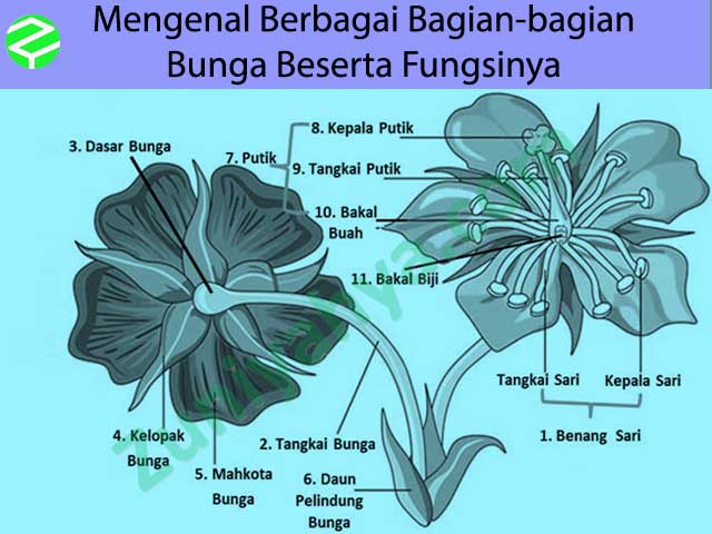 Detail Gambar Bunga Lengkap Dengan Bagian Dan Fungsinya Nomer 23