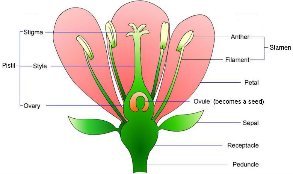 Detail Gambar Bunga Lengkap Dengan Bagian Dan Fungsinya Nomer 26