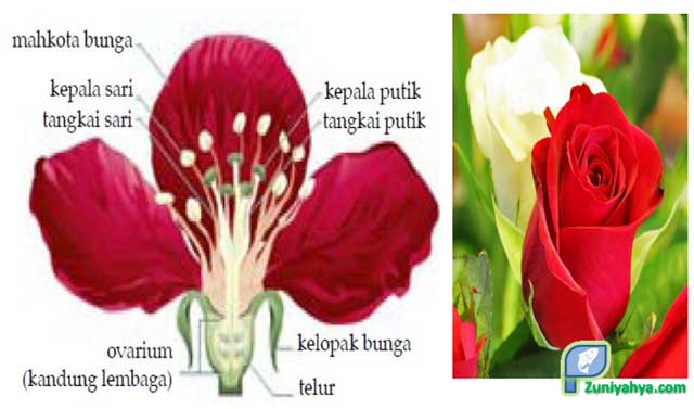 Detail Gambar Bunga Lengkap Dengan Bagian Dan Fungsinya Nomer 51