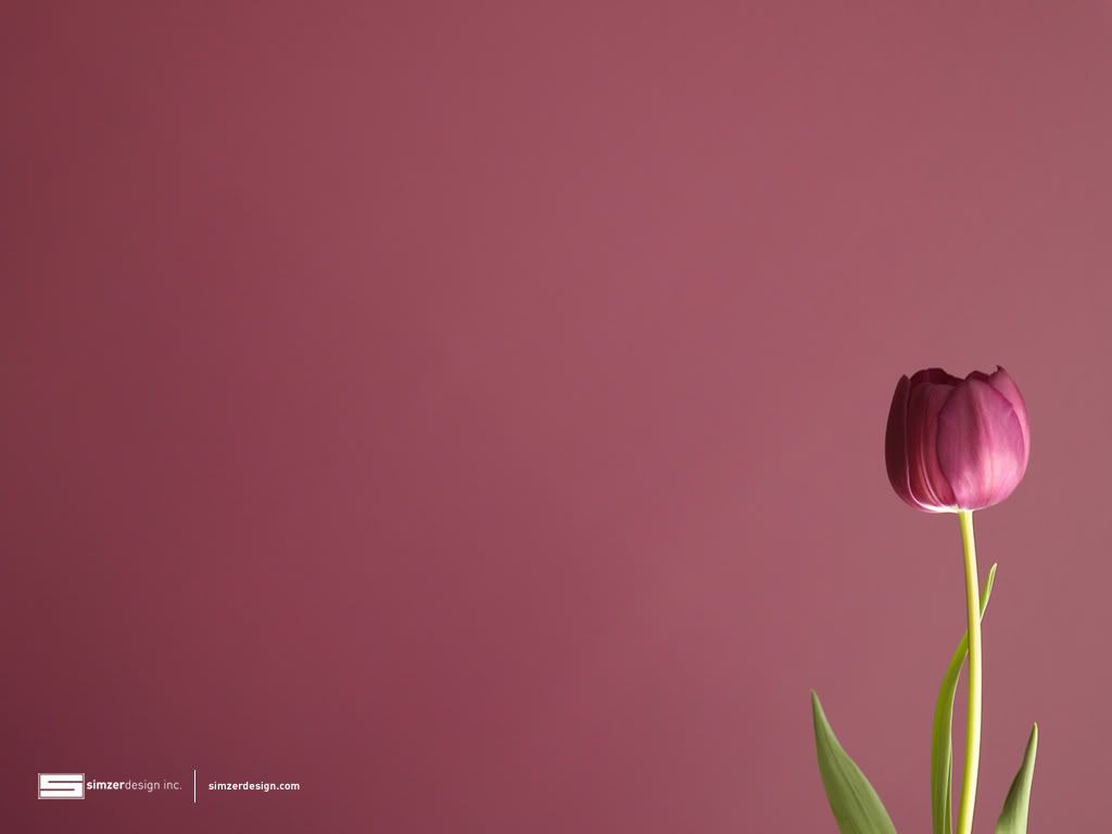 Detail Gambar Bunga Lily Untuk Wallpaper Nomer 24