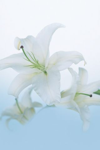 Detail Gambar Bunga Lily Untuk Wallpaper Nomer 5