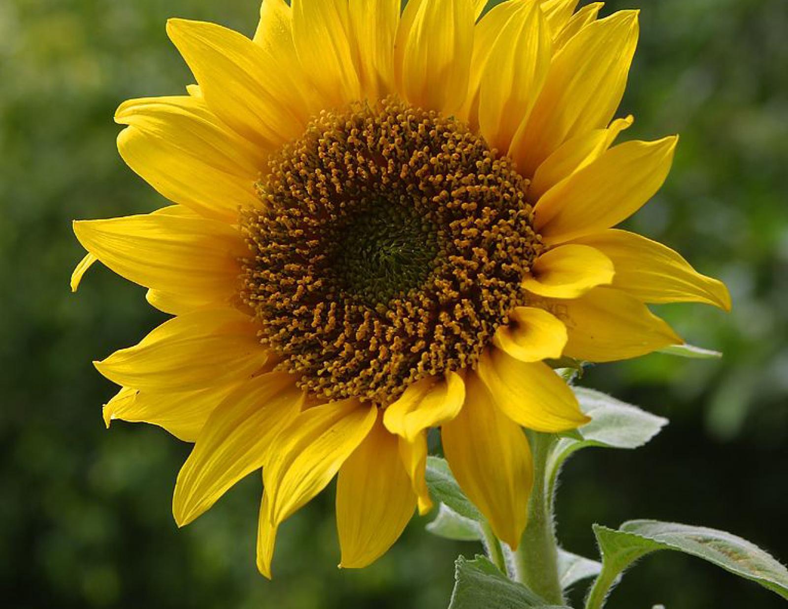 Detail Gambar Bunga Matahari Beserta Bagian Bagiannya Nomer 20
