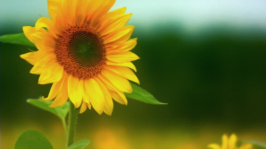 Detail Gambar Bunga Matahari Beserta Bagiannya Nomer 16