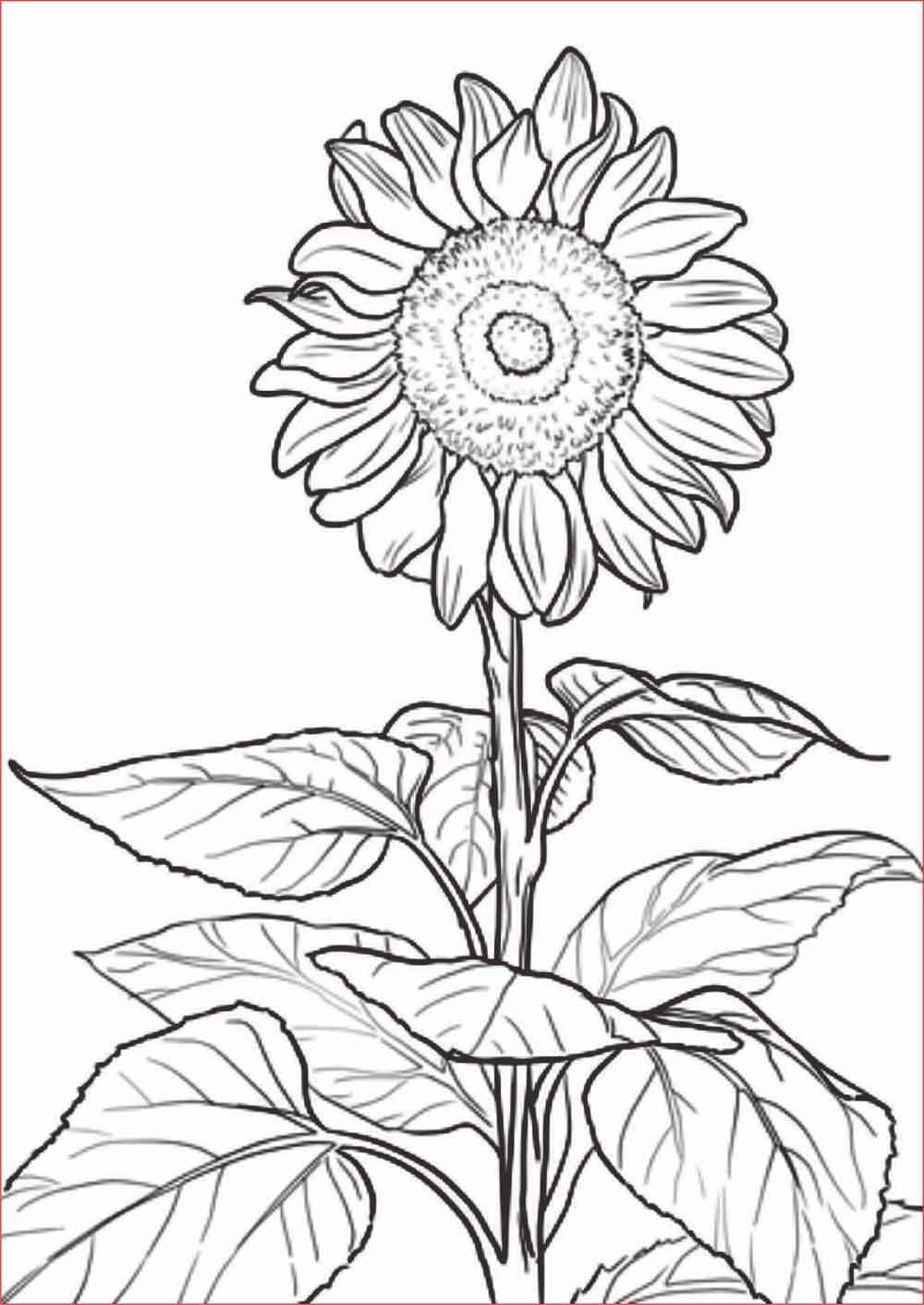 Detail Gambar Bunga Matahari Beserta Bagiannya Nomer 4
