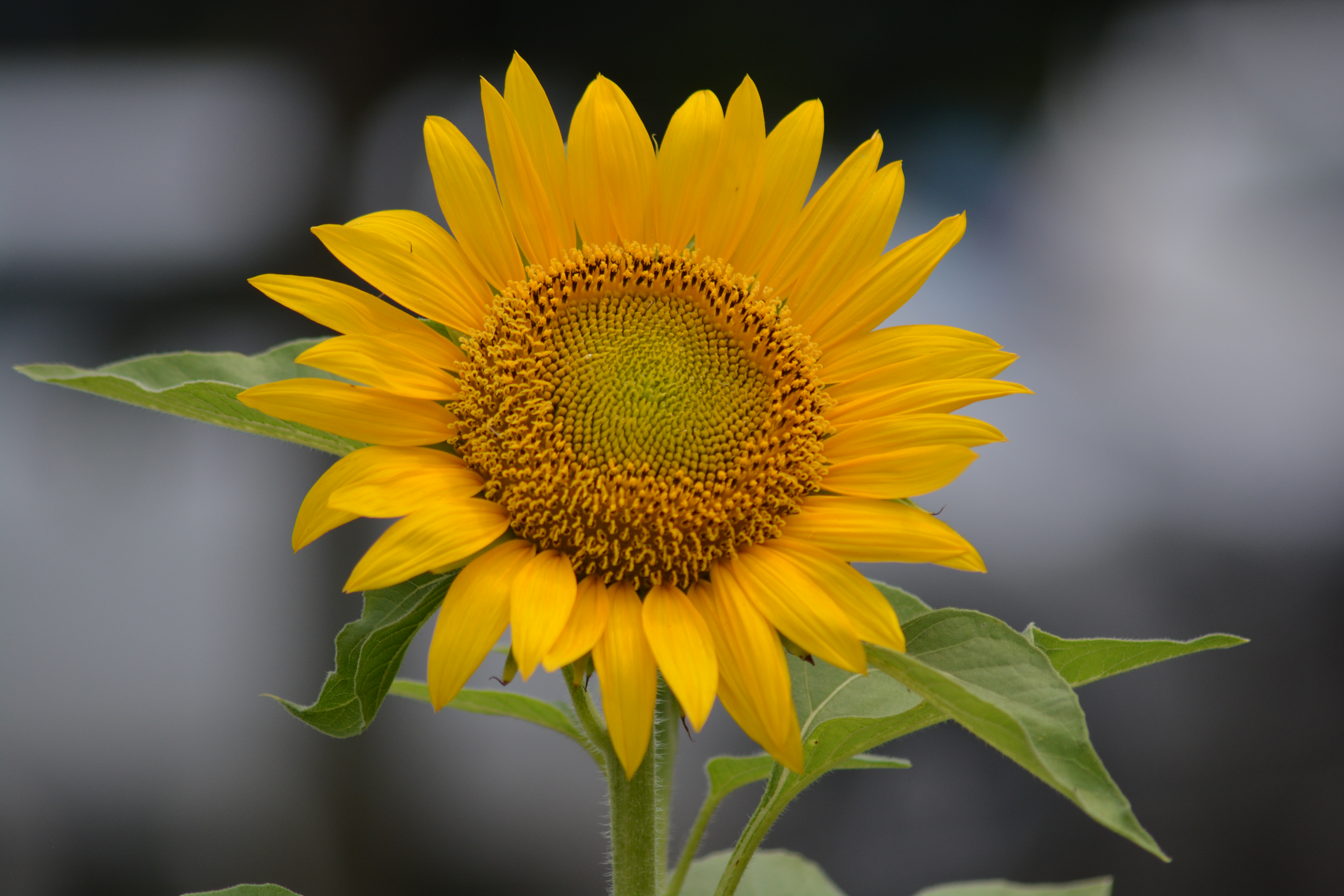 Detail Gambar Bunga Matahari Beserta Bagiannya Nomer 6