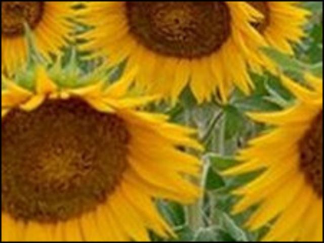 Detail Gambar Bunga Matahari Beserta Keterangannya Nomer 37