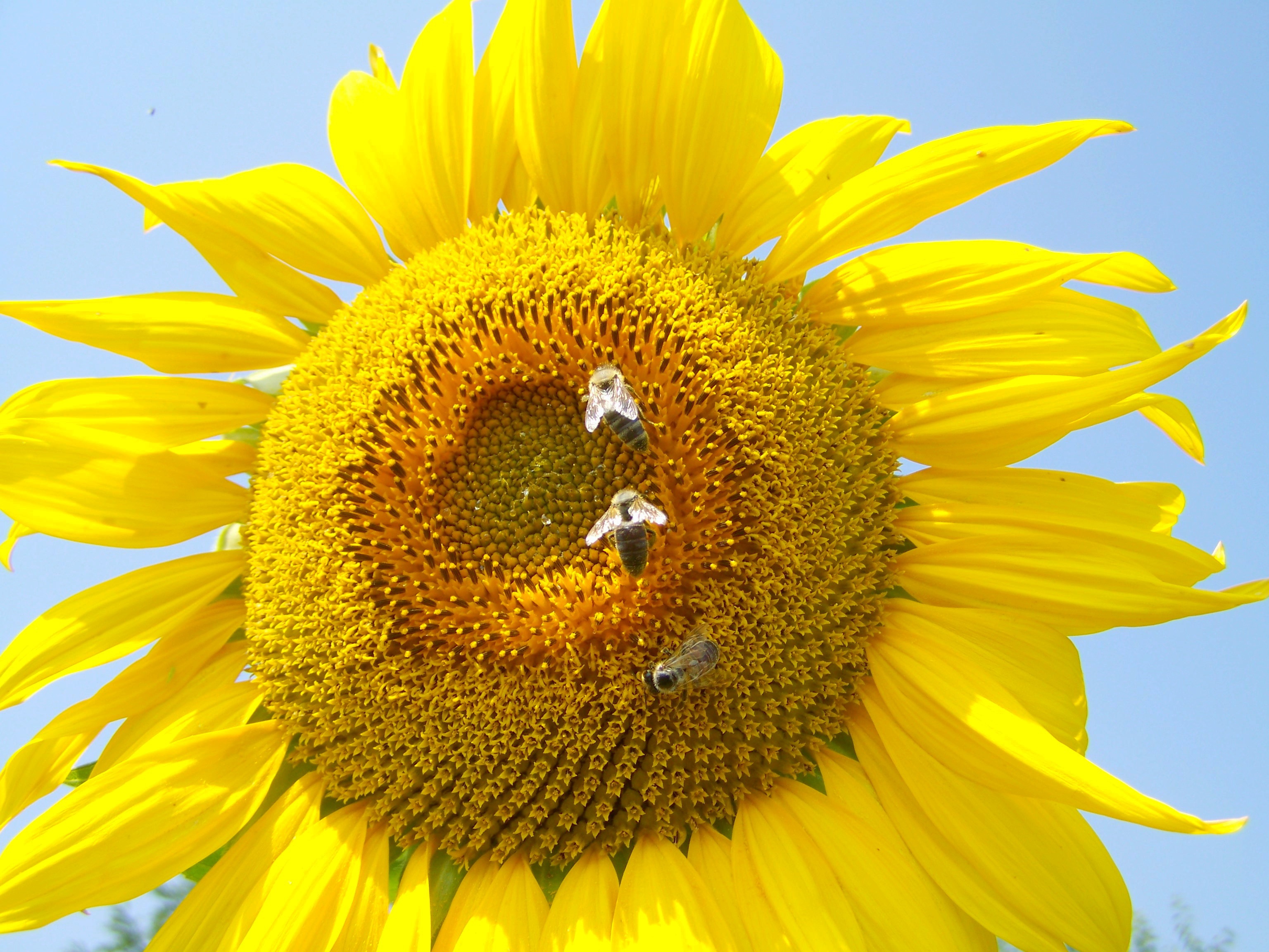 Detail Gambar Bunga Matahari Dan Cara Penyerbukannya Nomer 11