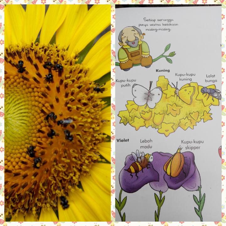 Detail Gambar Bunga Matahari Dan Cara Penyerbukannya Nomer 12