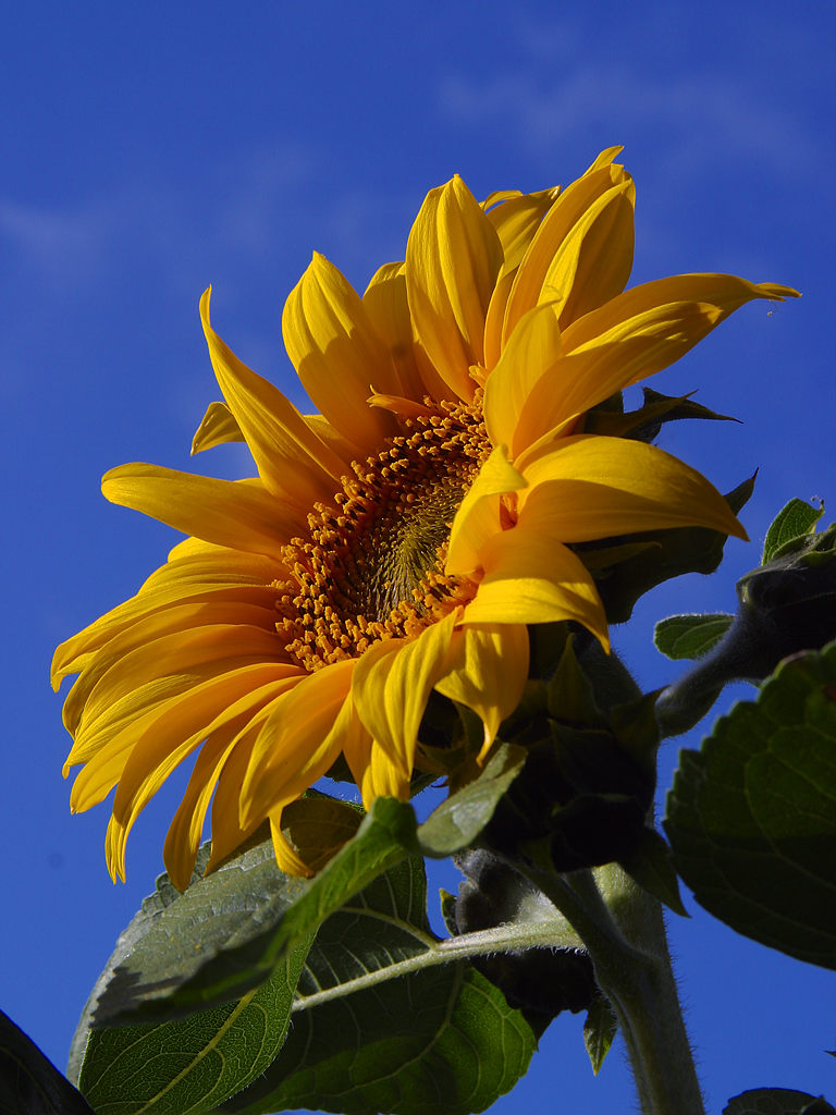 Detail Gambar Bunga Matahari Dan Ciri Cirinya Nomer 9