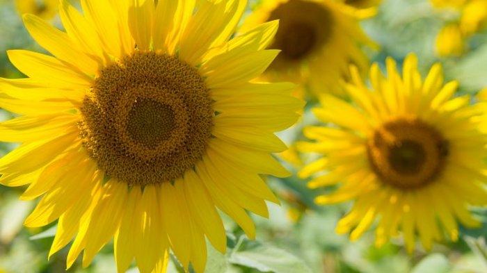 Detail Gambar Bunga Matahari Dan Penjelasannya Nomer 10