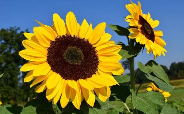 Download Gambar Bunga Matahari Dan Penjelasannya Nomer 39