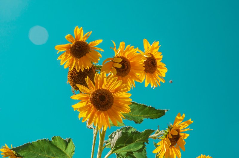Detail Gambar Bunga Matahari Dan Penjelasannya Nomer 45