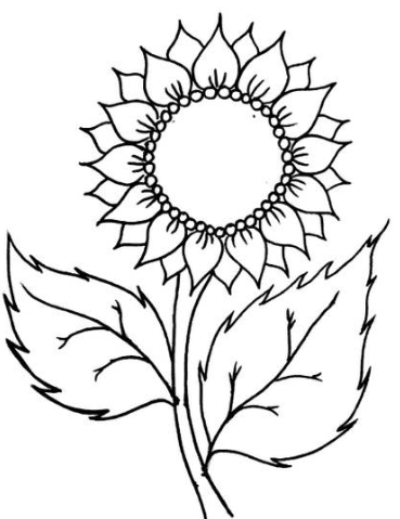 Detail Gambar Bunga Matahari Untuk Di Warnai Nomer 22