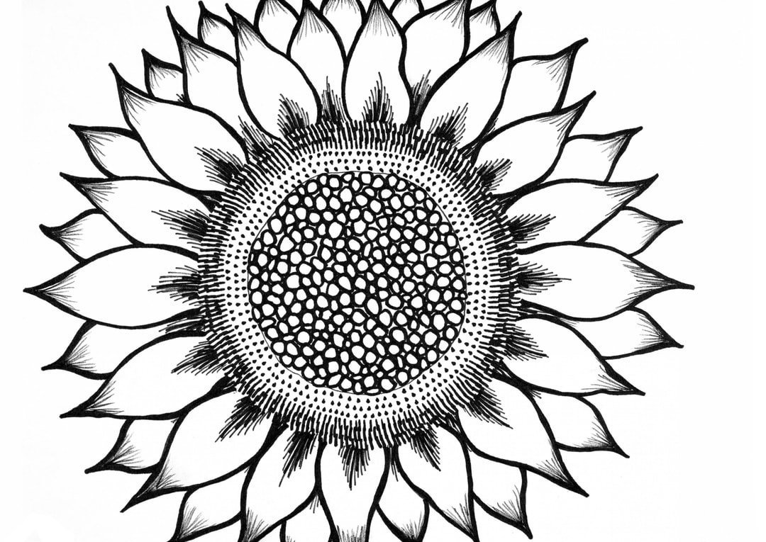 Detail Gambar Bunga Matahari Untuk Di Warnai Nomer 45