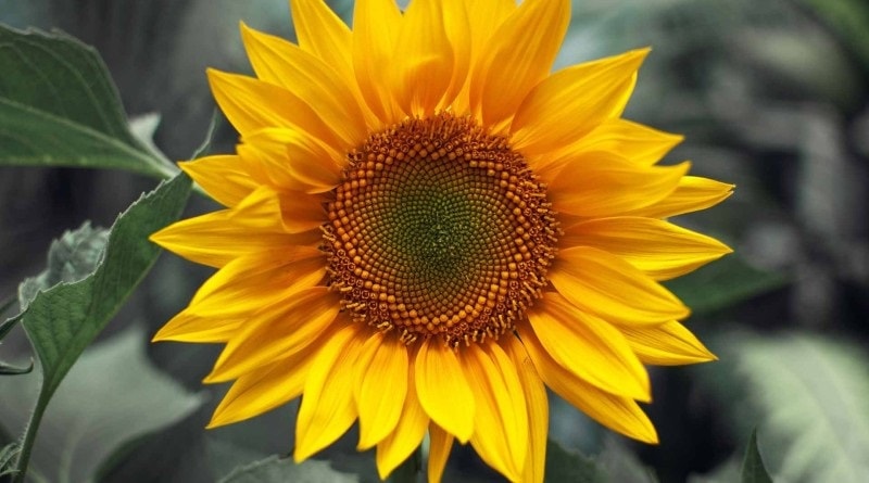 Detail Gambar Bunga Matahari Untuk Dijiplak Nomer 21