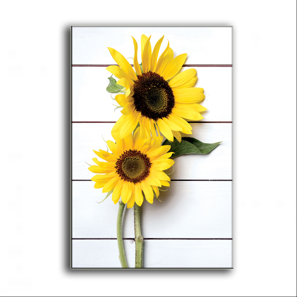 Detail Gambar Bunga Matahari Untuk Wallpaper Nomer 26