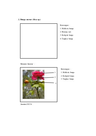 Detail Gambar Bunga Mawar Beserta Bagiannya Nomer 24