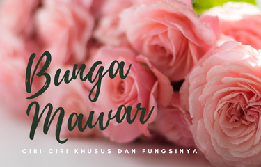 Detail Gambar Bunga Mawar Beserta Fungsinya Nomer 9