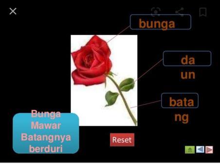 Detail Gambar Bunga Mawar Beserta Fungsinya Nomer 12