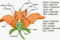 Detail Gambar Bunga Mawar Beserta Fungsinya Nomer 17