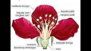 Detail Gambar Bunga Mawar Dan Cara Penyerbukannya Nomer 13