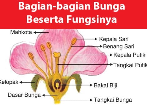 Detail Gambar Bunga Mawar Dan Fungsinya Nomer 9