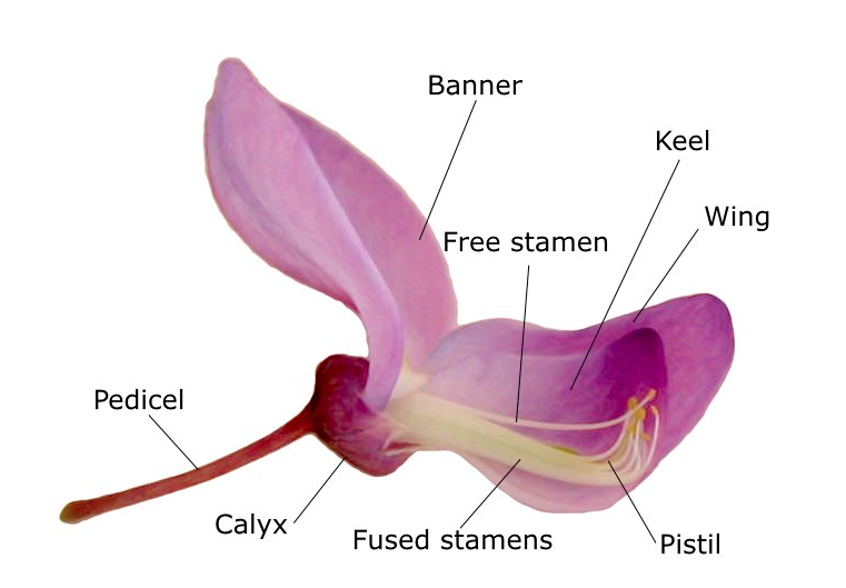Detail Gambar Bunga Mawar Dan Fungsinya Nomer 10