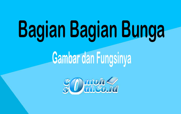 Detail Gambar Bunga Mawar Dan Fungsinya Nomer 29