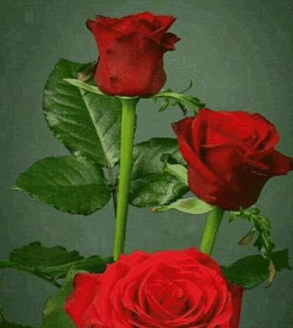 Detail Gambar Bunga Mawar Dan Kamboja Adalah Contoh Gambar Nomer 45