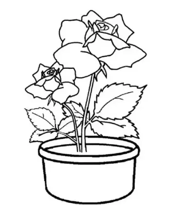Detail Gambar Bunga Mawar Hitam Putih Untuk Diwarnai Nomer 42