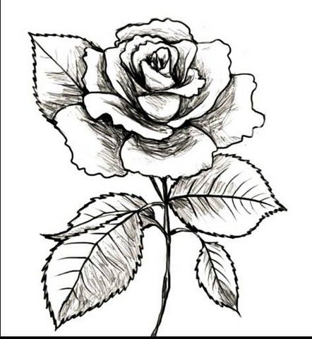 Detail Gambar Bunga Mawar Hitam Putih Untuk Diwarnai Nomer 6