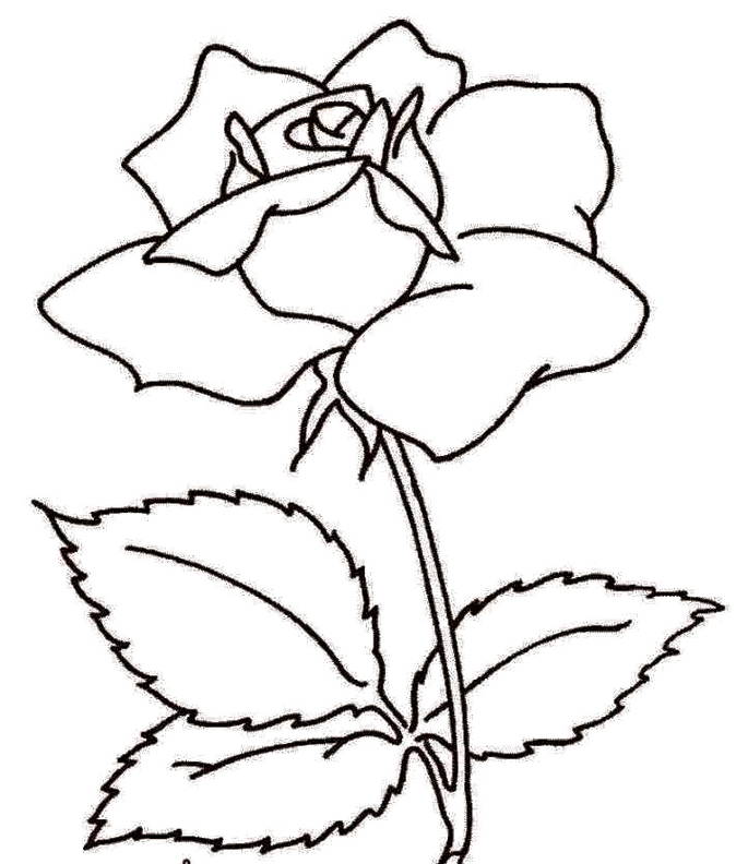 Detail Gambar Bunga Mawar Hitam Putih Untuk Diwarnai Nomer 9
