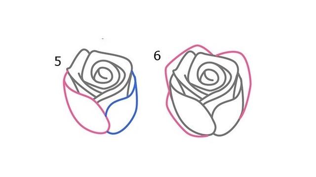 Detail Gambar Bunga Mawar Untuk Digambar Nomer 47