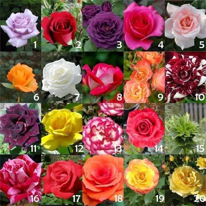 Detail Gambar Bunga Mawar Yang Tidak Ada Warnanya Nomer 11