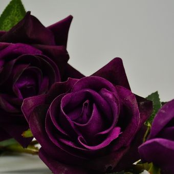 Detail Gambar Bunga Mawar Yang Tidak Ada Warnanya Nomer 15