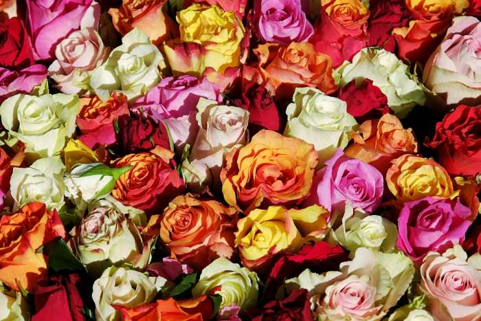 Detail Gambar Bunga Mawar Yang Tidak Ada Warnanya Nomer 16