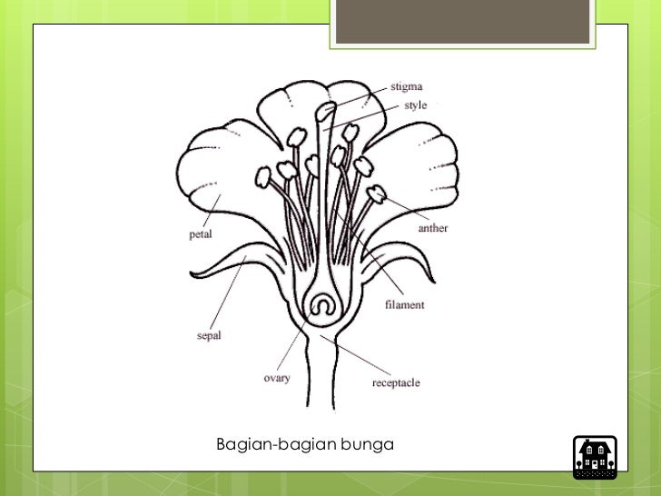 Detail Gambar Bunga Melati Beserta Fungsinya Nomer 19