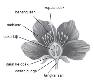 Detail Gambar Bunga Melati Dan Cara Penyerbukannya Nomer 3