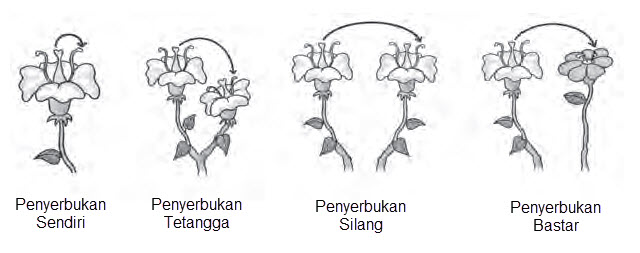 Detail Gambar Bunga Melati Dan Cara Penyerbukannya Nomer 48