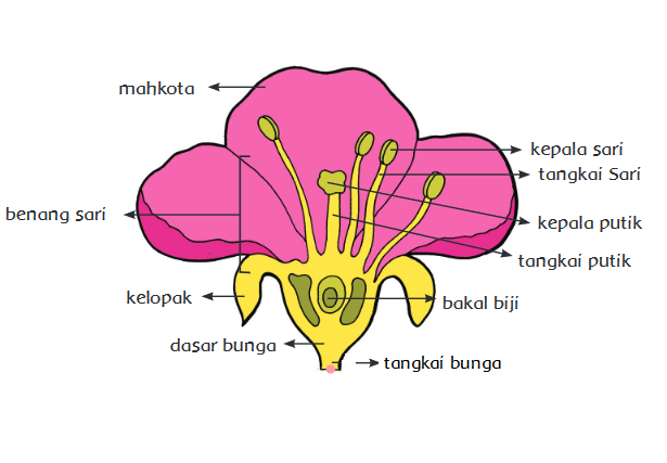 Detail Gambar Bunga Melati Dan Cara Penyerbukannya Nomer 7