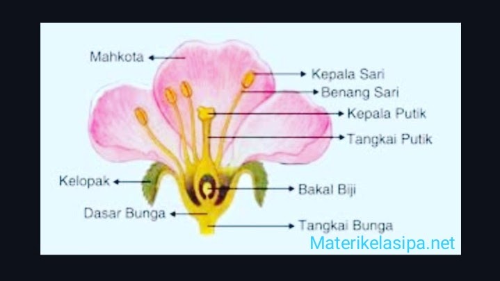 Detail Gambar Bunga Nama Bagian Dan Fungsinya Nomer 11