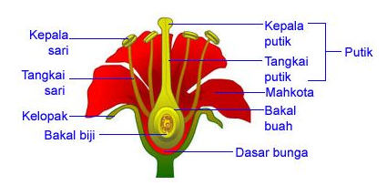 Detail Gambar Bunga Nama Bagian Dan Fungsinya Nomer 14