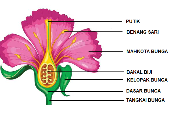 Detail Gambar Bunga Nama Bagian Dan Fungsinya Nomer 16