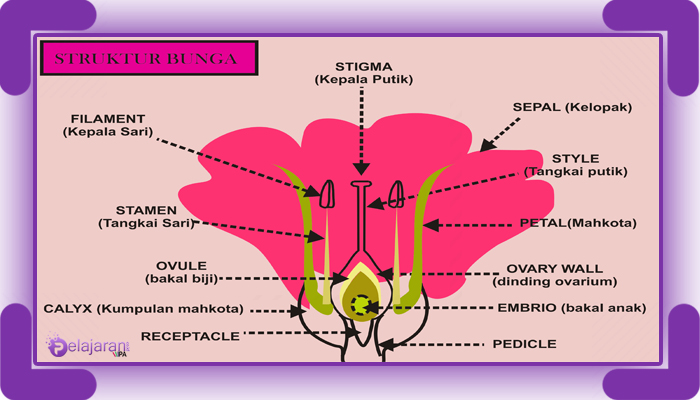 Detail Gambar Bunga Nama Bagian Dan Fungsinya Nomer 26