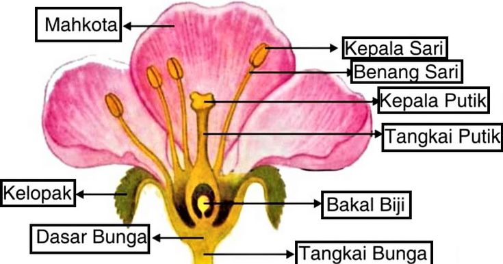 Detail Gambar Bunga Nama Bagian Dan Fungsinya Nomer 34