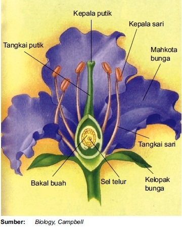 Detail Gambar Bunga Nama Bagian Dan Fungsinya Nomer 42
