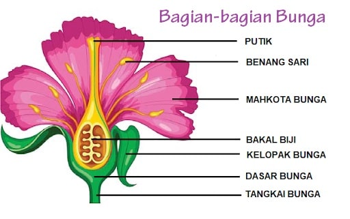 Detail Gambar Bunga Nama Bagian Fungsi Nomer 12