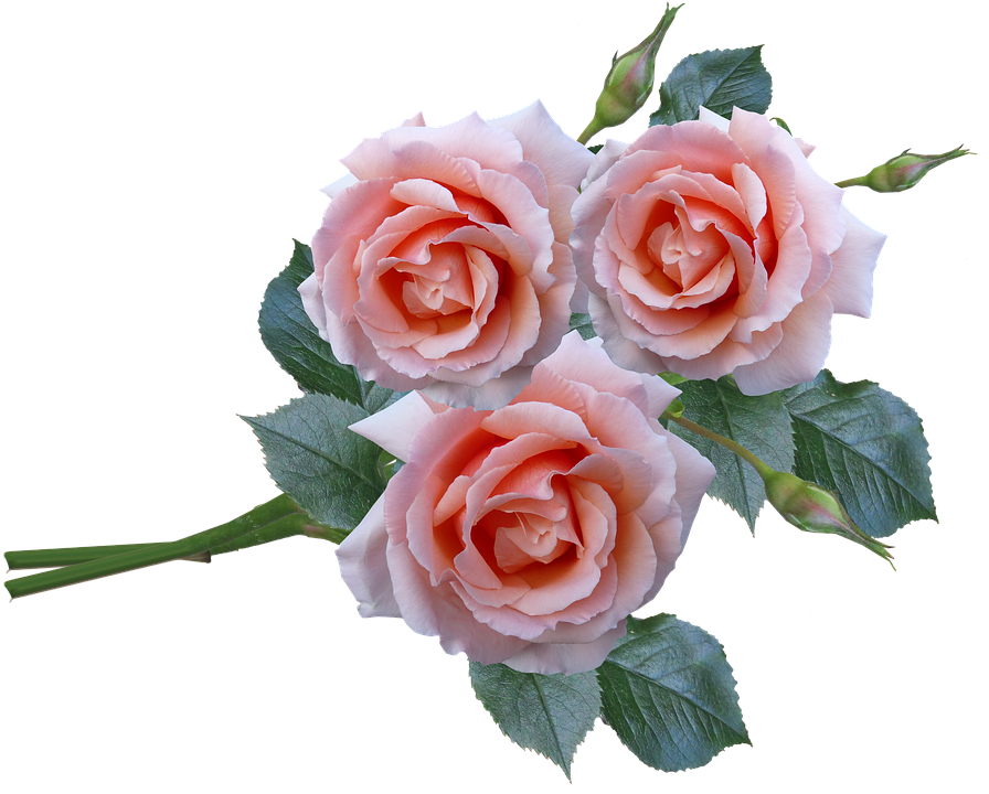 Detail Gambar Bunga Pink Png Gambar Flower Vektor Png Nomer 35