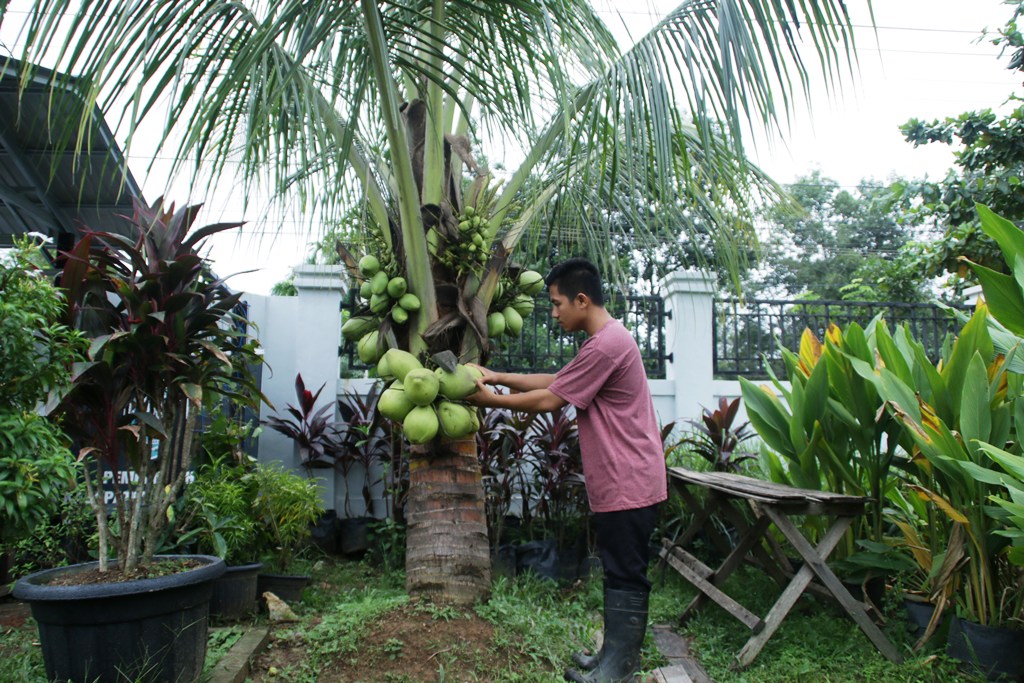 Detail Gambar Bunga Pohon Kelapa Nomer 27